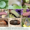 pseudophilotes bavius stages
